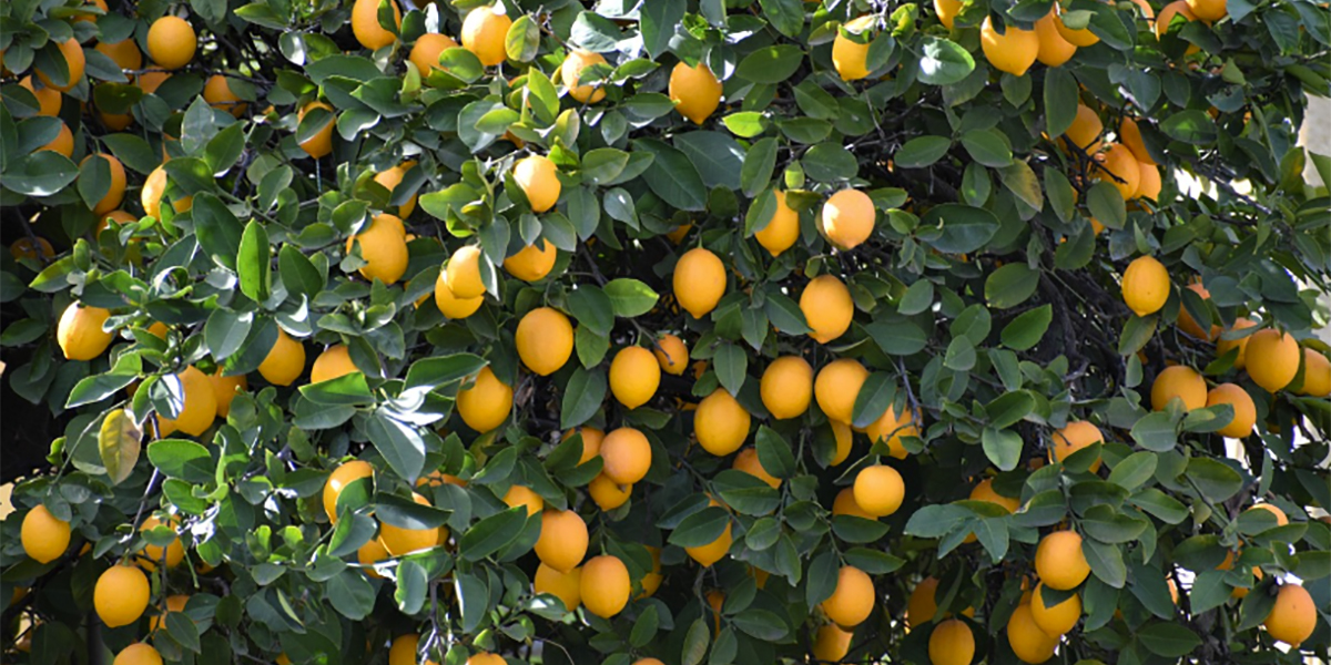 Crisi nera per i limoni spagnoli: la sovrapproduzione soffoca il mercato